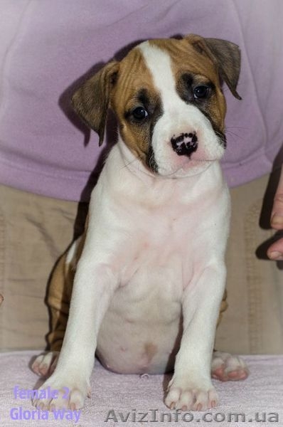 Первокласные щенки Американского Стаффордширского терьера,питомник - <ro>Изображение</ro><ru>Изображение</ru> #5, <ru>Объявление</ru> #1033078