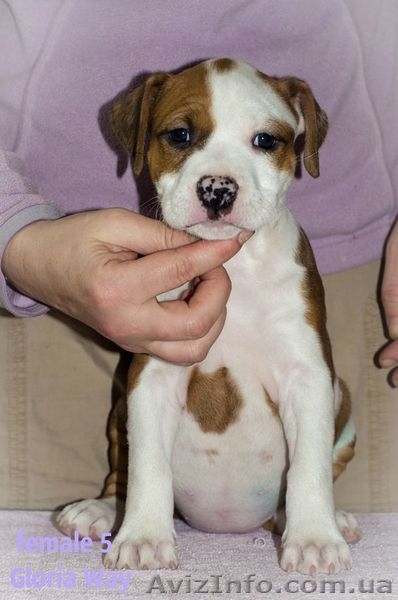 Первокласные щенки Американского Стаффордширского терьера,питомник - <ro>Изображение</ro><ru>Изображение</ru> #4, <ru>Объявление</ru> #1033078