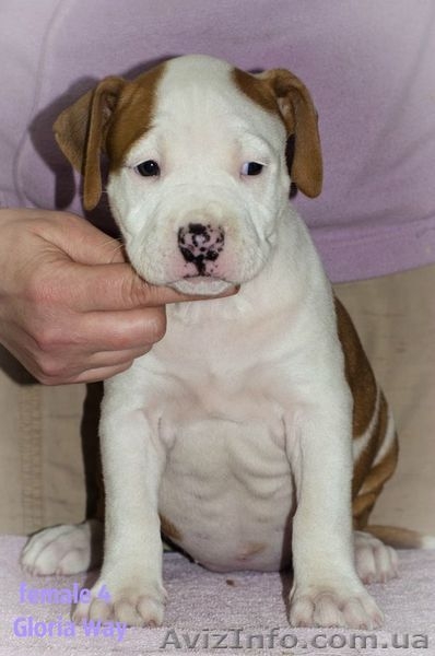 Первокласные щенки Американского Стаффордширского терьера,питомник - <ro>Изображение</ro><ru>Изображение</ru> #3, <ru>Объявление</ru> #1033078