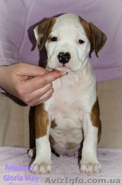 Первокласные щенки Американского Стаффордширского терьера,питомник - <ro>Изображение</ro><ru>Изображение</ru> #2, <ru>Объявление</ru> #1033078