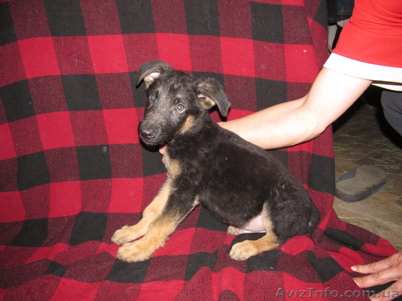 Продаются щенки немецкой овчарки, в Харькове и обл. - <ro>Изображение</ro><ru>Изображение</ru> #3, <ru>Объявление</ru> #1038880