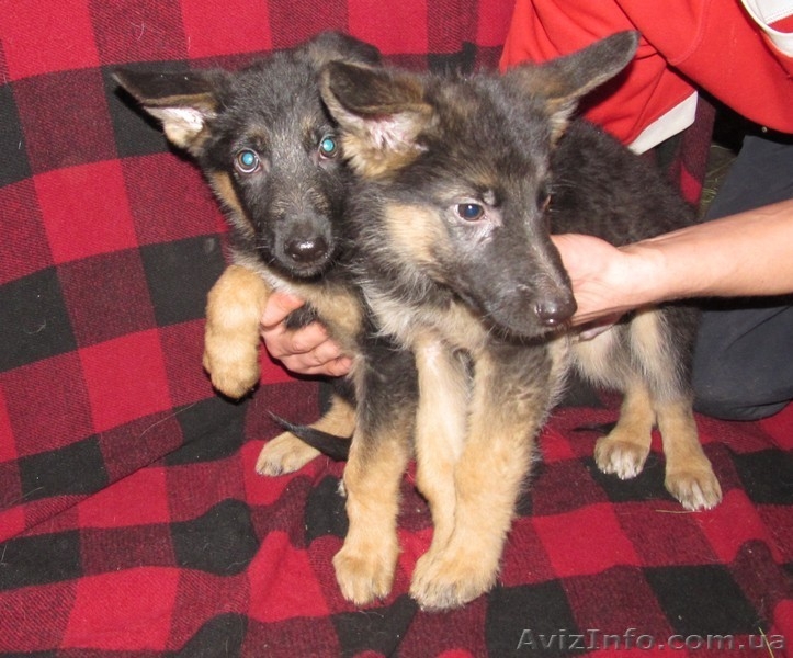 Продаются щенки немецкой овчарки, в Харькове и обл. - <ro>Изображение</ro><ru>Изображение</ru> #5, <ru>Объявление</ru> #1038880