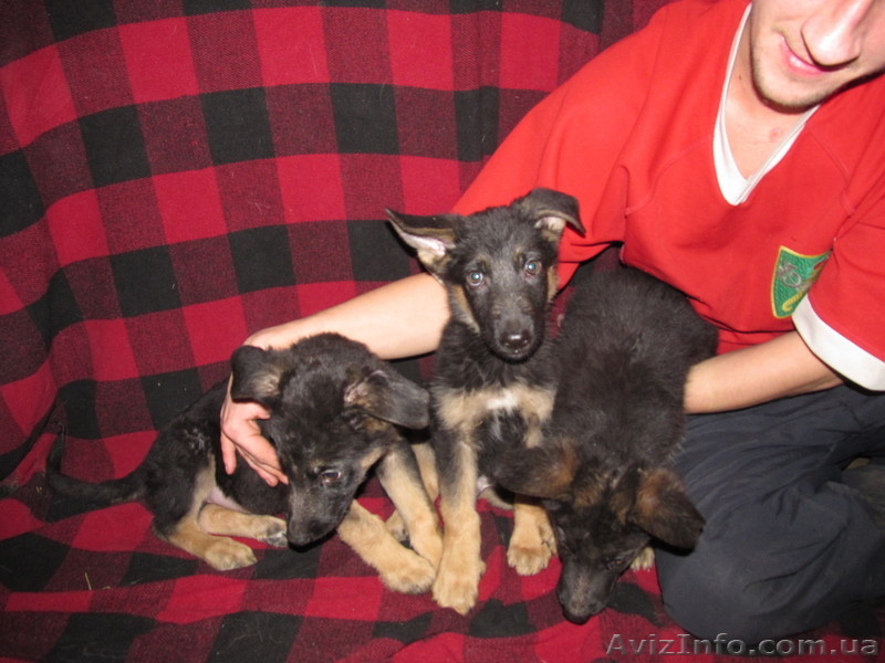 Продаются щенки немецкой овчарки, в Харькове и обл. - <ro>Изображение</ro><ru>Изображение</ru> #6, <ru>Объявление</ru> #1038880