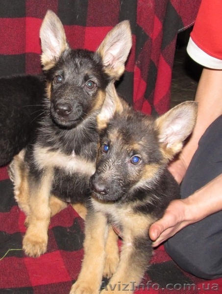 Продаются щенки немецкой овчарки, в Харькове и обл. - <ro>Изображение</ro><ru>Изображение</ru> #1, <ru>Объявление</ru> #1038880