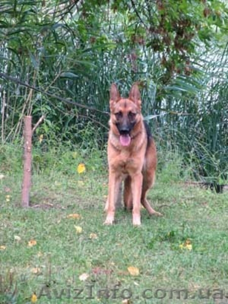 Продаются щенки немецкой овчарки, в Харькове и обл. - <ro>Изображение</ro><ru>Изображение</ru> #7, <ru>Объявление</ru> #1038880