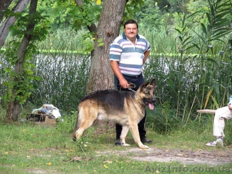 Продаются щенки немецкой овчарки, в Харькове и обл. - <ro>Изображение</ro><ru>Изображение</ru> #8, <ru>Объявление</ru> #1038880