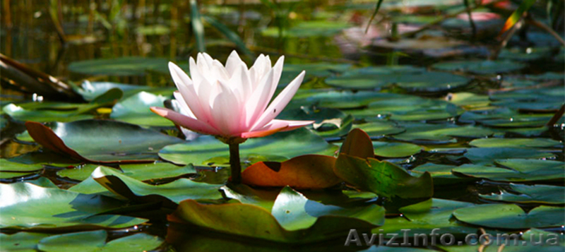 Весенние туры из Харькова по Украине. Парад тюльпанов, Майские во Львове и др. - <ro>Изображение</ro><ru>Изображение</ru> #3, <ru>Объявление</ru> #1046854