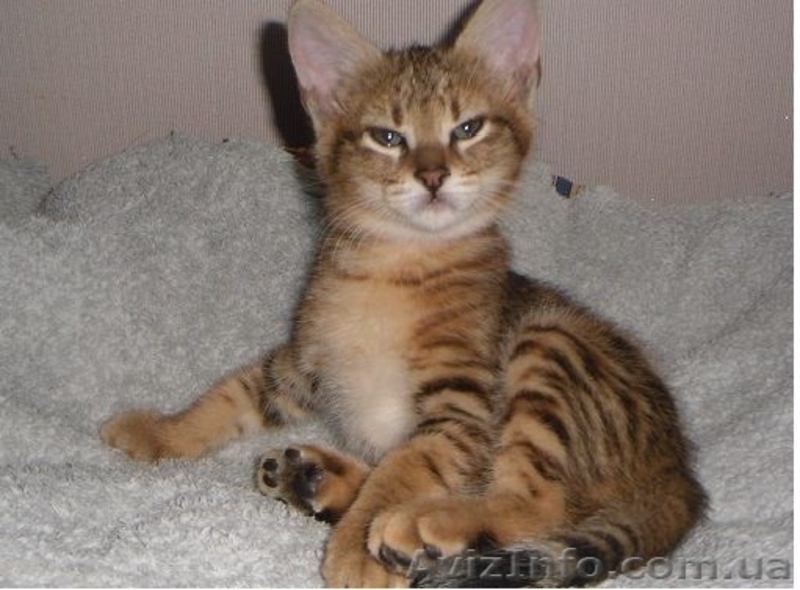 Продам котенка девочка чаузи - <ro>Изображение</ro><ru>Изображение</ru> #5, <ru>Объявление</ru> #1065429