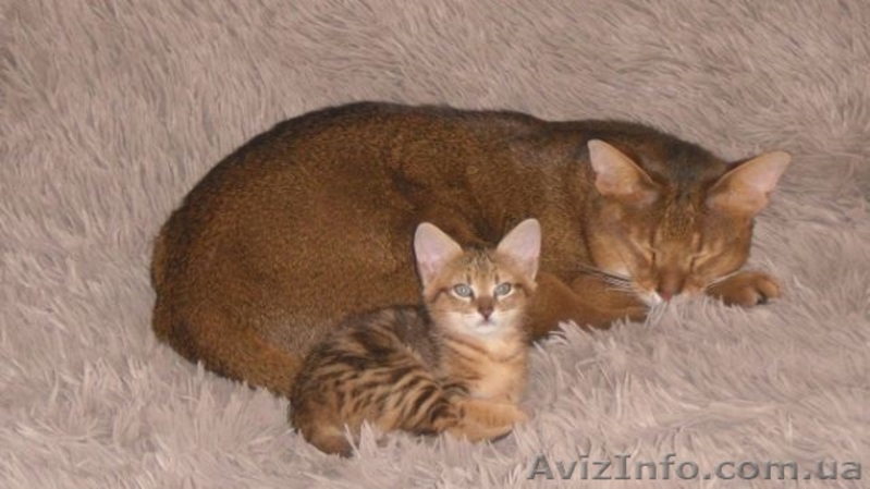 Продам котенка девочка чаузи - <ro>Изображение</ro><ru>Изображение</ru> #6, <ru>Объявление</ru> #1065429