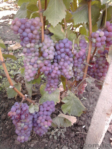 bolgaria na harkov - <ro>Изображение</ro><ru>Изображение</ru> #3, <ru>Объявление</ru> #1063823