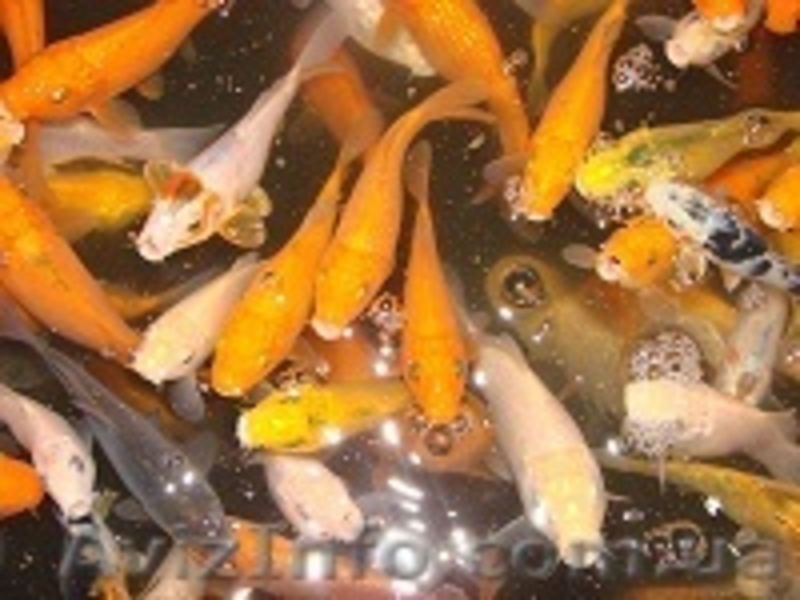 Карпы Кои,Кометы (золотые рыбки, карпы кои)  для прудов и аквариумов - <ro>Изображение</ro><ru>Изображение</ru> #6, <ru>Объявление</ru> #826747