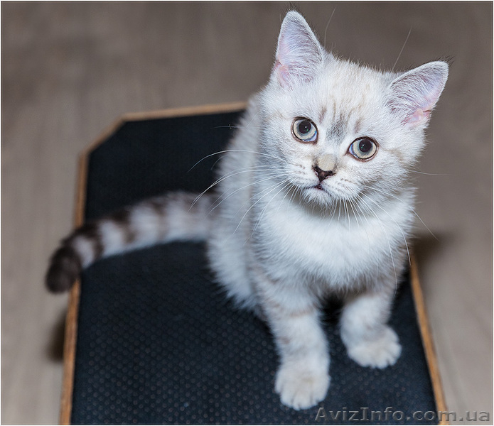 Продам шотландского котенка скотиш страйт - <ro>Изображение</ro><ru>Изображение</ru> #2, <ru>Объявление</ru> #1078663