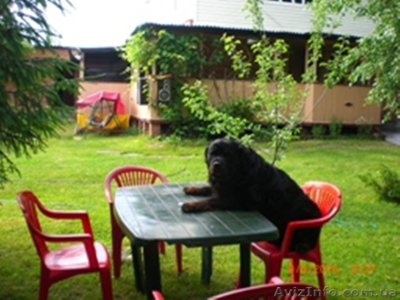 Сдам для отдыха уютную дачу в Святогорске и квартиру  в  центре. - <ro>Изображение</ro><ru>Изображение</ru> #1, <ru>Объявление</ru> #213633