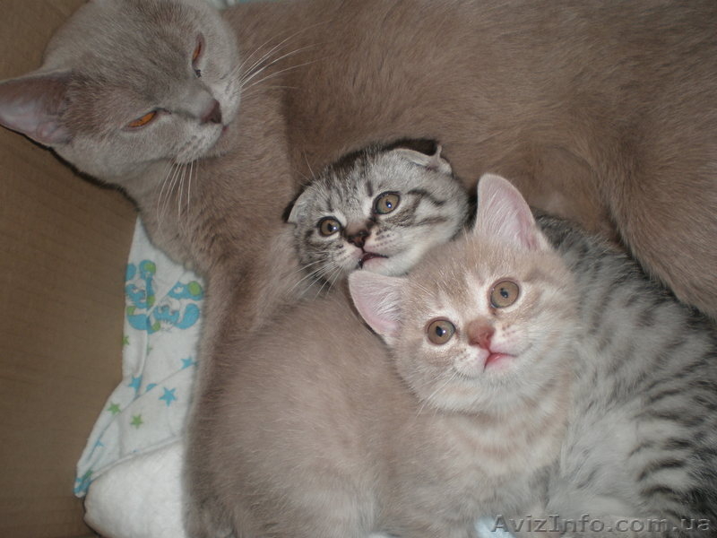 Продам шикарных шотландских котят - <ro>Изображение</ro><ru>Изображение</ru> #3, <ru>Объявление</ru> #1076792