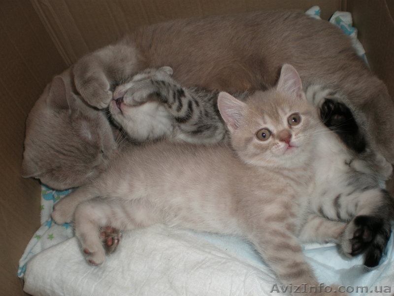 Продам шикарных шотландских котят - <ro>Изображение</ro><ru>Изображение</ru> #2, <ru>Объявление</ru> #1076792