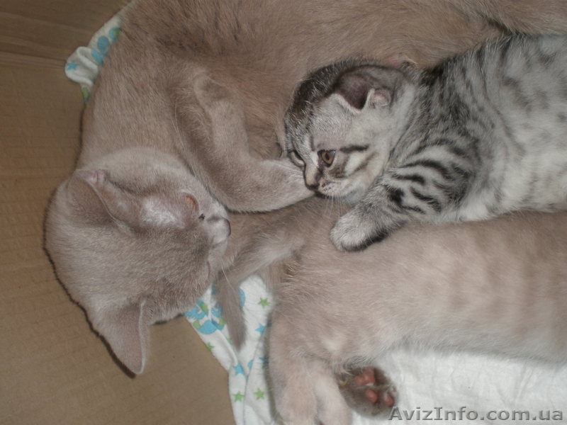 Продам шикарных шотландских котят - <ro>Изображение</ro><ru>Изображение</ru> #1, <ru>Объявление</ru> #1076792