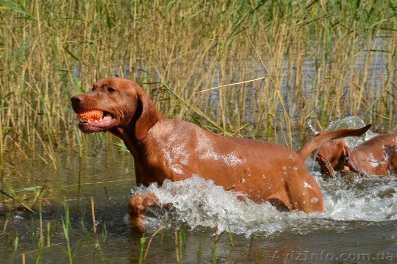 Щенки венгерской легавой(выжла)  - <ro>Изображение</ro><ru>Изображение</ru> #3, <ru>Объявление</ru> #1090799