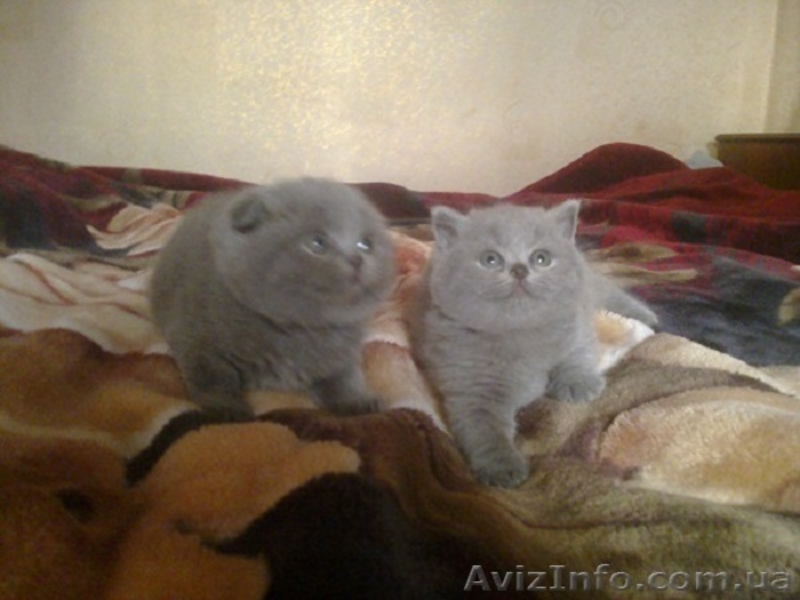 красавцы шотландцы и британцы - <ro>Изображение</ro><ru>Изображение</ru> #2, <ru>Объявление</ru> #612866