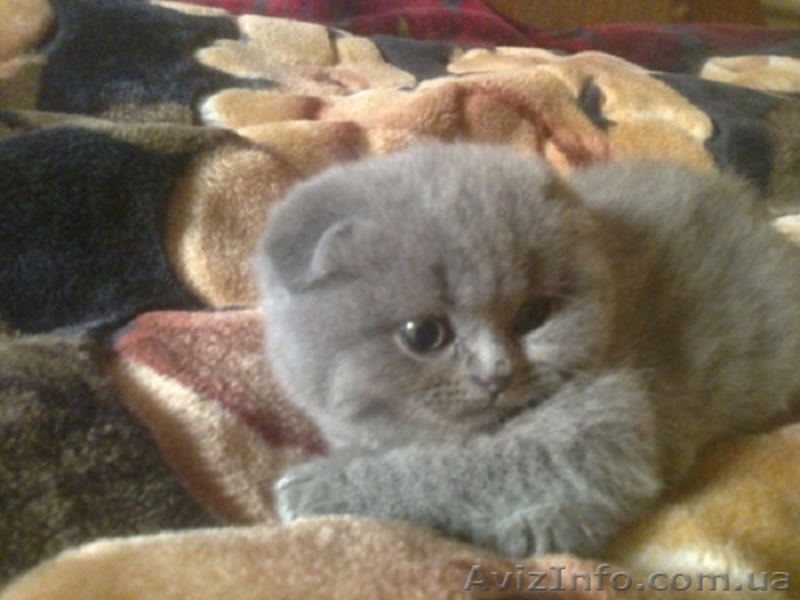 красавцы шотландцы и британцы - <ro>Изображение</ro><ru>Изображение</ru> #1, <ru>Объявление</ru> #612866