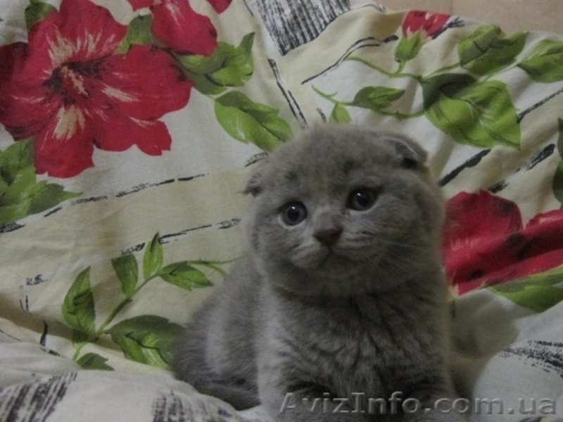 красавцы шотландцы и британцы - <ro>Изображение</ro><ru>Изображение</ru> #3, <ru>Объявление</ru> #612866