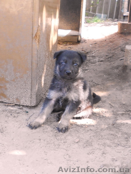 Собаки. Немецкой Овчарки Щенки - <ro>Изображение</ro><ru>Изображение</ru> #7, <ru>Объявление</ru> #1112656