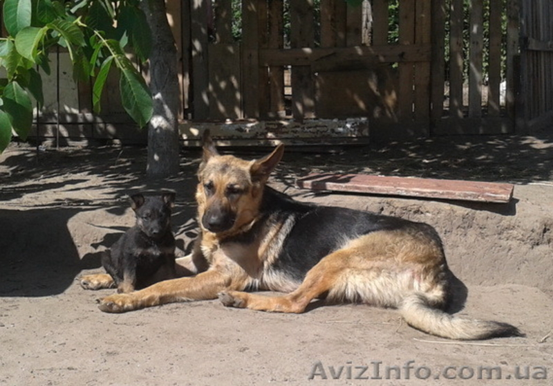Собаки. Немецкой Овчарки Щенки - <ro>Изображение</ro><ru>Изображение</ru> #1, <ru>Объявление</ru> #1112656