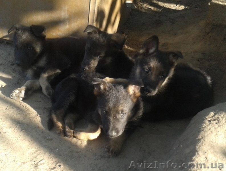 Собаки. Немецкой Овчарки Щенки - <ro>Изображение</ro><ru>Изображение</ru> #6, <ru>Объявление</ru> #1112656
