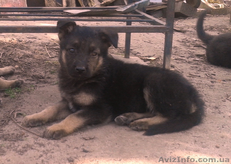 Собаки. Немецкой Овчарки Щенки - <ro>Изображение</ro><ru>Изображение</ru> #5, <ru>Объявление</ru> #1112656