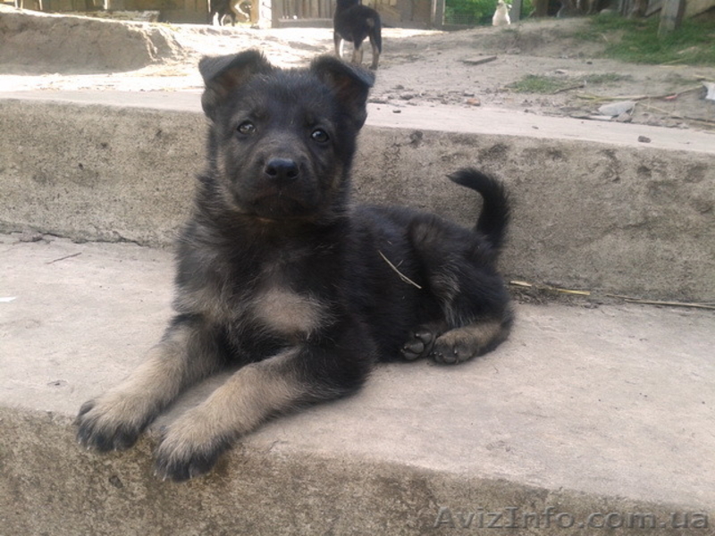 Собаки. Немецкой Овчарки Щенки - <ro>Изображение</ro><ru>Изображение</ru> #8, <ru>Объявление</ru> #1112656
