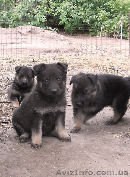 Собаки. Немецкой Овчарки Щенки - <ro>Изображение</ro><ru>Изображение</ru> #3, <ru>Объявление</ru> #1112656