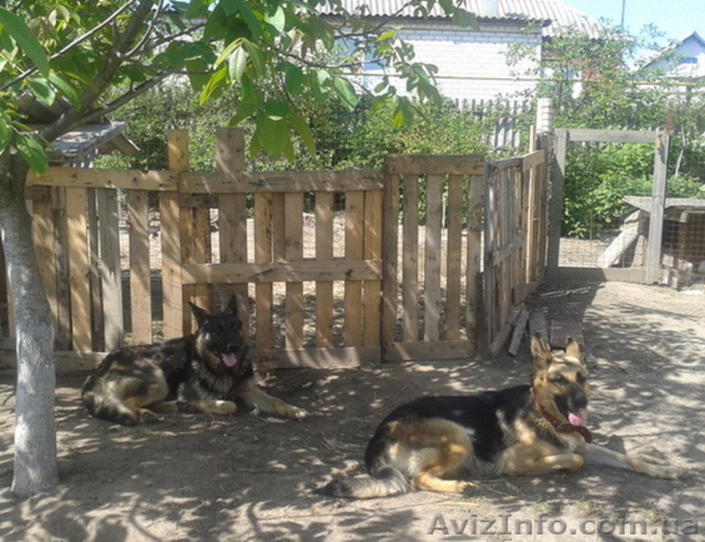 Собаки. Немецкой Овчарки Щенки - <ro>Изображение</ro><ru>Изображение</ru> #4, <ru>Объявление</ru> #1112656