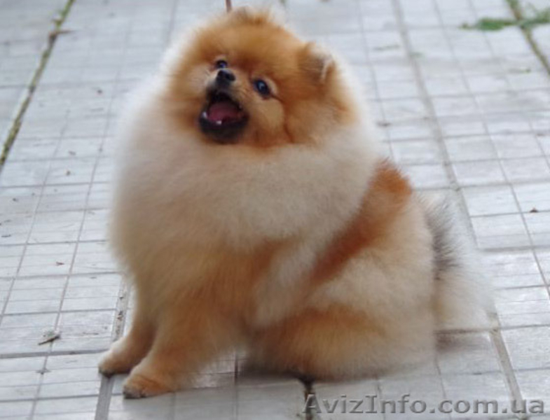   шпиц  померанский - <ro>Изображение</ro><ru>Изображение</ru> #1, <ru>Объявление</ru> #1098750