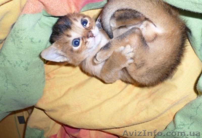 Продаются чистокровные абиссинские котята - <ro>Изображение</ro><ru>Изображение</ru> #5, <ru>Объявление</ru> #1097858