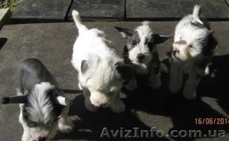 Китайская Хохлатая щенки  - <ro>Изображение</ro><ru>Изображение</ru> #2, <ru>Объявление</ru> #1105394