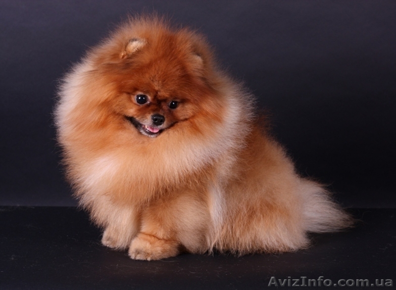   шпиц  померанский - <ro>Изображение</ro><ru>Изображение</ru> #2, <ru>Объявление</ru> #1098750