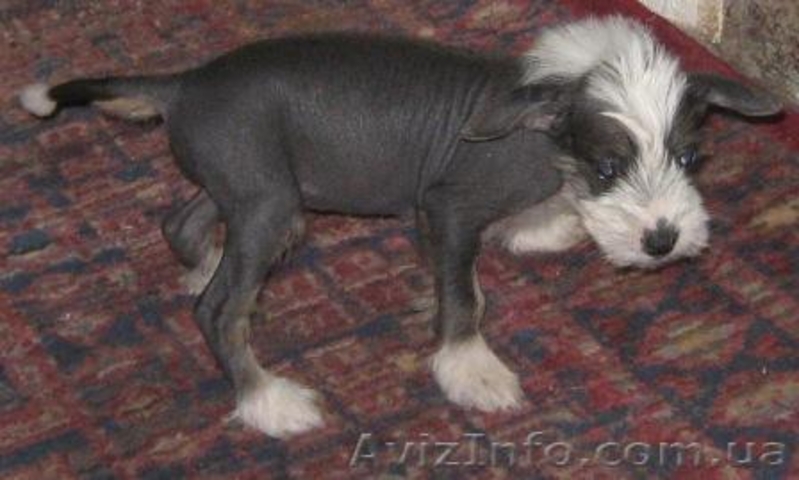 Китайская Хохлатая щенки  - <ro>Изображение</ro><ru>Изображение</ru> #1, <ru>Объявление</ru> #1105394