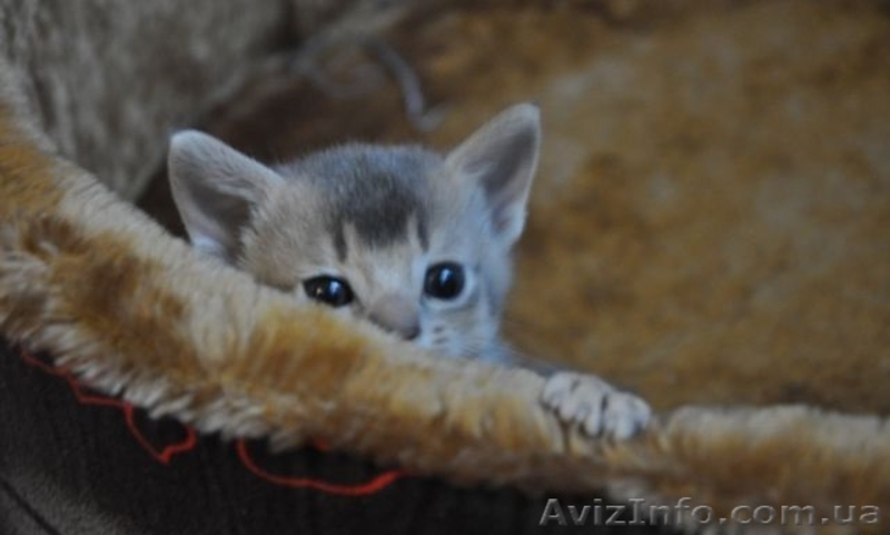 Продаются чистокровные абиссинские котята - <ro>Изображение</ro><ru>Изображение</ru> #4, <ru>Объявление</ru> #1097858