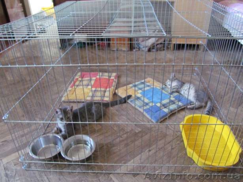 манеж для щенков или котят 100х100хh60 см - <ro>Изображение</ro><ru>Изображение</ru> #4, <ru>Объявление</ru> #1106729