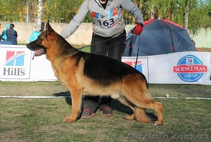 ШОУ сука немецкой овчарки! - <ro>Изображение</ro><ru>Изображение</ru> #5, <ru>Объявление</ru> #1106175