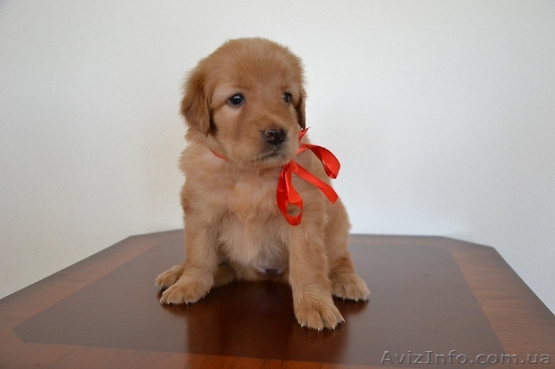 Продам щенков ховаварта - <ro>Изображение</ro><ru>Изображение</ru> #2, <ru>Объявление</ru> #1103180