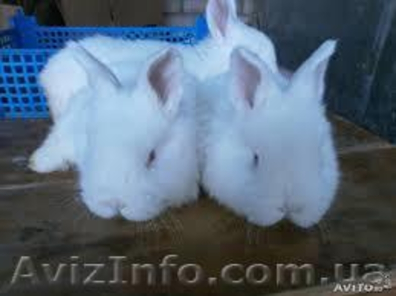 Продам кролей НЗБ. - <ro>Изображение</ro><ru>Изображение</ru> #1, <ru>Объявление</ru> #1126226