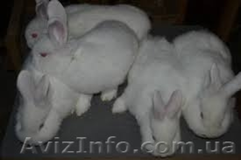 Продам кролей НЗБ. - <ro>Изображение</ro><ru>Изображение</ru> #2, <ru>Объявление</ru> #1126226