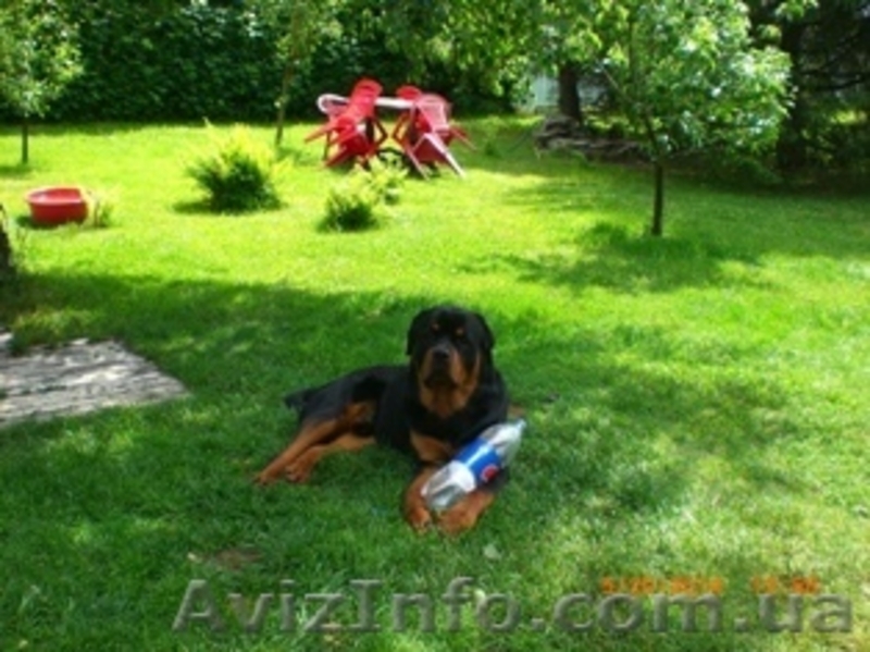 Сдам для отдыха уютную дачу в Святогорске и квартиру  в  центре. - <ro>Изображение</ro><ru>Изображение</ru> #3, <ru>Объявление</ru> #213633