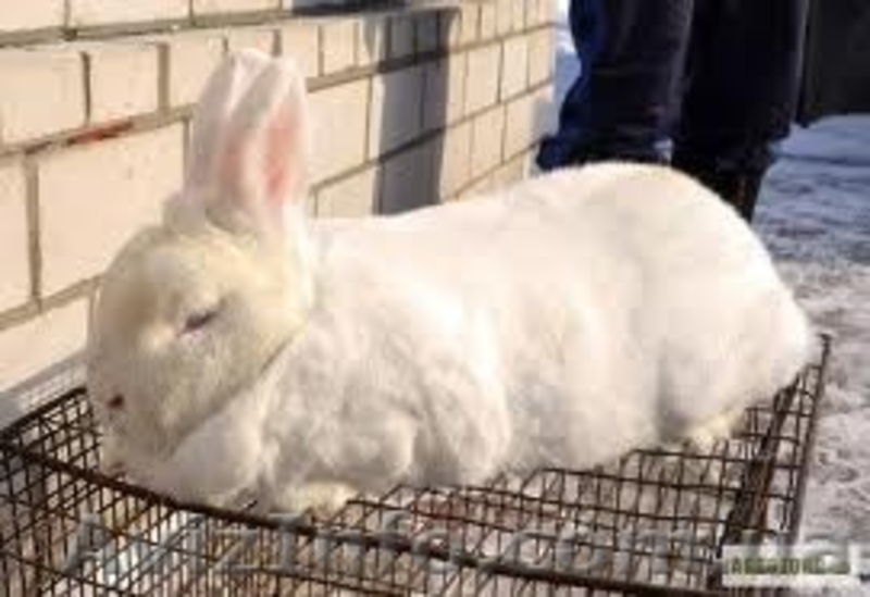 Продам кролей(НЗБ) - <ro>Изображение</ro><ru>Изображение</ru> #3, <ru>Объявление</ru> #1133168