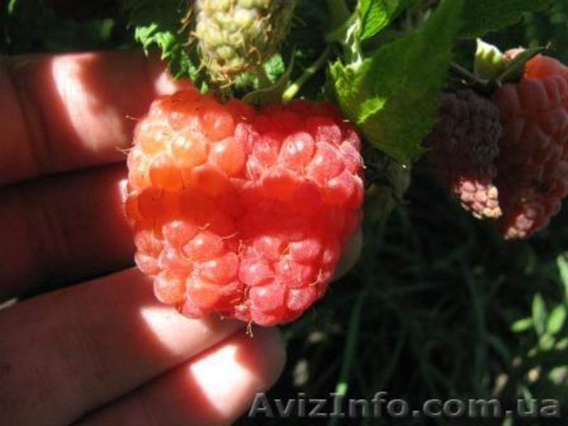 Продам саженцы (мелкий и средний опт) Харьков  на сезон осень-2014 - <ro>Изображение</ro><ru>Изображение</ru> #2, <ru>Объявление</ru> #1133879