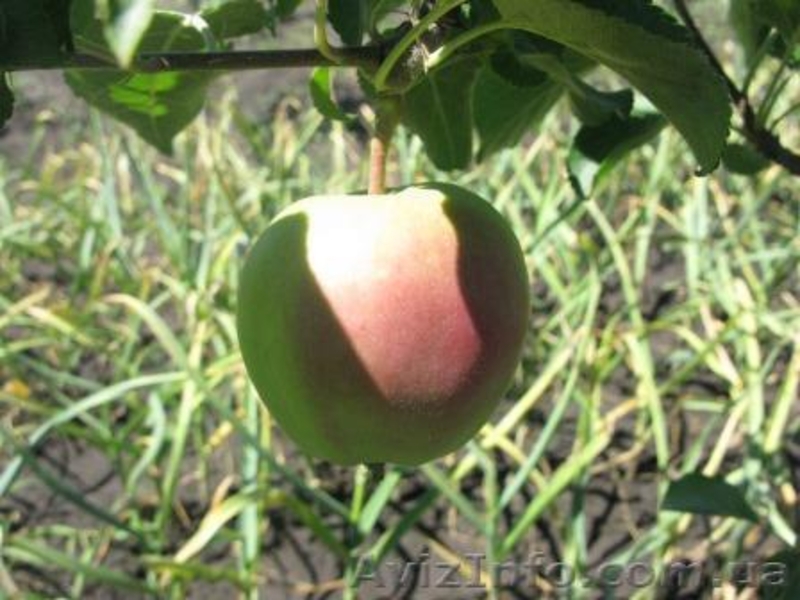 Продам саженцы (мелкий и средний опт) Харьков  на сезон осень-2014 - <ro>Изображение</ro><ru>Изображение</ru> #3, <ru>Объявление</ru> #1133879