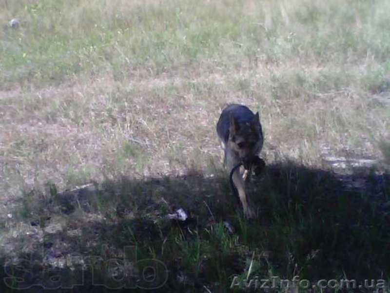 Щенки немецкой овчарки! - <ro>Изображение</ro><ru>Изображение</ru> #4, <ru>Объявление</ru> #1141945