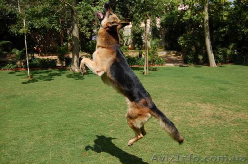 Щенки немецкой овчарки! - <ro>Изображение</ro><ru>Изображение</ru> #3, <ru>Объявление</ru> #1141945