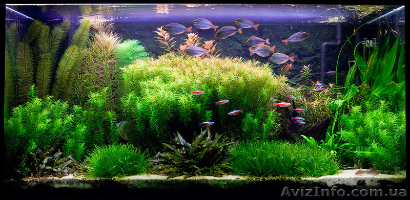 Обслуживание и оформление пресноводных аквариумов на любой вкус в городе Харьков - <ro>Изображение</ro><ru>Изображение</ru> #3, <ru>Объявление</ru> #1149924
