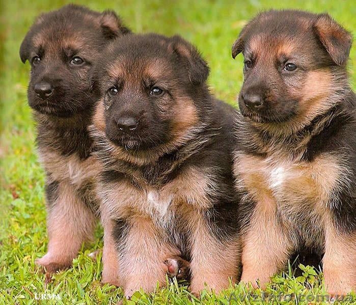 Щенки немецкой овчарки! - <ro>Изображение</ro><ru>Изображение</ru> #1, <ru>Объявление</ru> #1141945